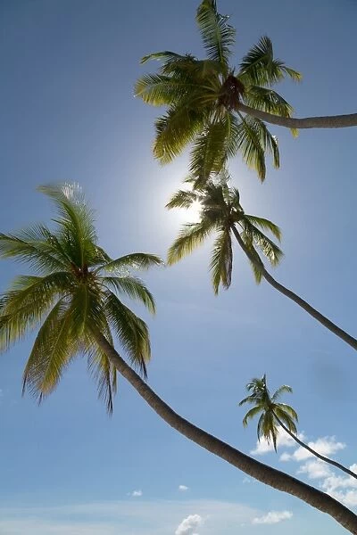 Tall palm trees silhouetted against the sun on an island in the Maldives, Indian Ocean, Asia