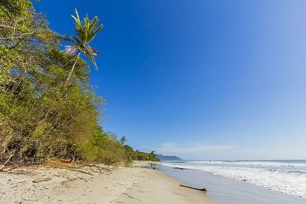 Tall palms and jungle behind the beach at this popular southern Nicoya Peninsula surf resort