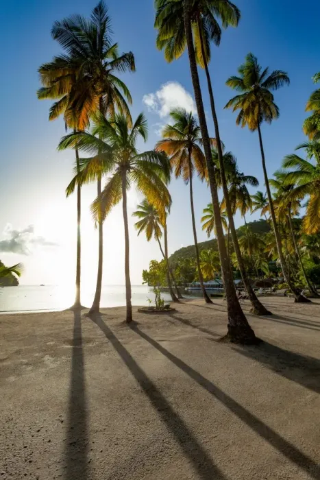 Framed Print : Tall palms and long shadows on the small beach at Marigot Bay, St. Lucia, Windward Islands Framed Print : Tall palms and long shadows on the small beach at Marigot Bay, St. Lucia, Windward Islands