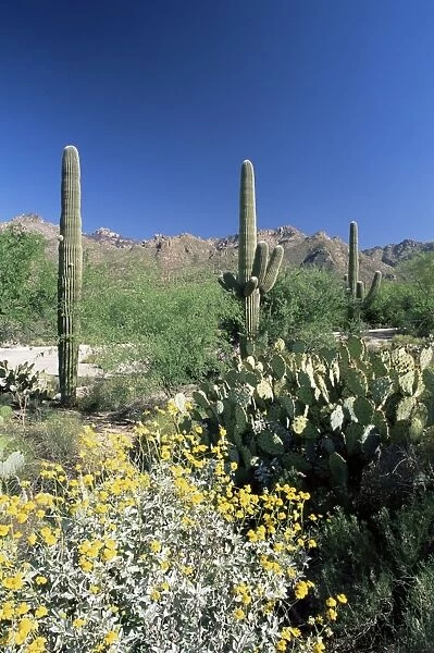 Tall Saguaro cacti (Cereus giganteus) in desert landscape