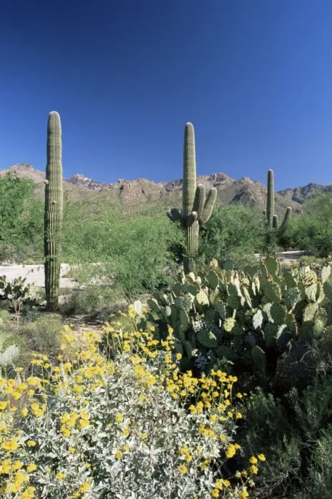 Framed Print : Tall Saguaro cacti (Cereus giganteus) in desert landscape Framed Print : Tall Saguaro cacti (Cereus giganteus) in desert landscape