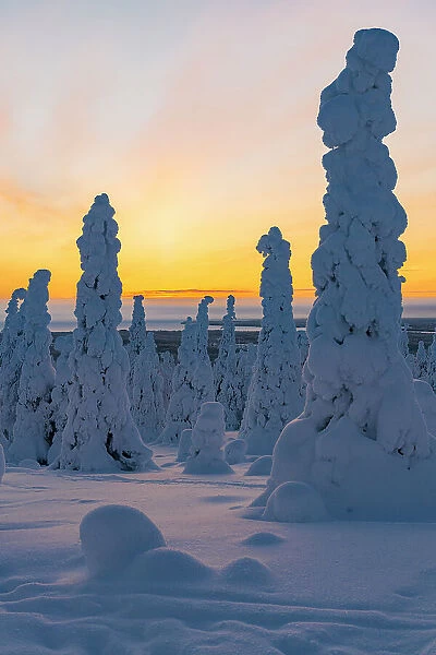 Tall trees covered with snow in the frozen arctic forest at dawn, Riisitunturi National Park, Posio, Lapland, Finland, Europe