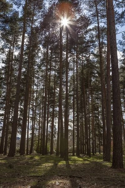 Tall trees with sunlight breaking through, Virginia Water, Surrey, England, United Kingdom, Europe