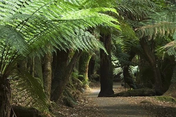 Tall Trees Walk, Mount Fields National Park, Tasmania, Australia, Pacific
