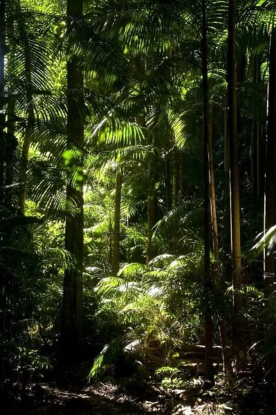 Tamborine National Park, Queensland, Australia, Pacific