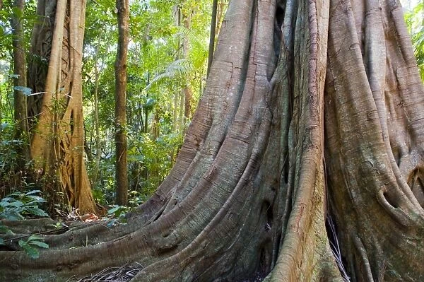 Tamborine National Park, Queensland, Australia, Pacific