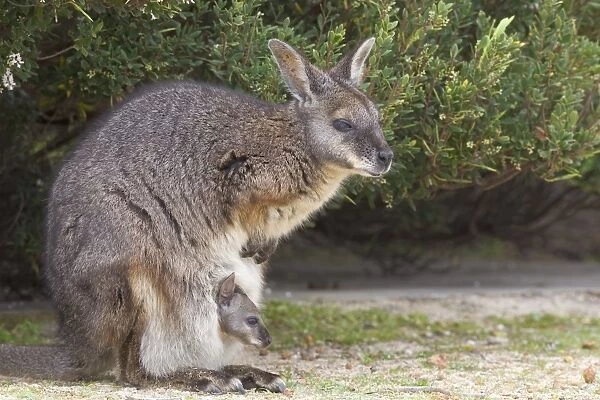 Tammar wallaby (Macropus eugenii), Flinders Chase National Park, Kangaroo Island