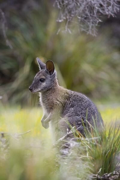 Tammar wallaby (Macropus eugenii), Kangaroo Island, South Australia, Australia, Pacific