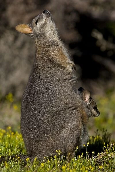 Tammar wallaby (Macropus eugenii), Kangaroo Island, South Australia, Australia, Pacific