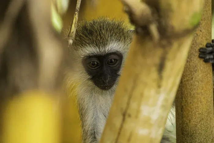 Framed Print : A Tantalus monkey (Chlorocebus tantalus), in a Bamboo forest in Amboseli National Park