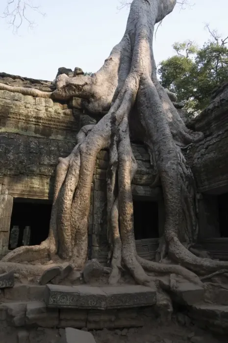 Framed Print : Taprohm Kei temple, Angkor Thom, Siem Reap, Cambodia Framed Print : Taprohm Kei temple, Angkor Thom, Siem Reap, Cambodia