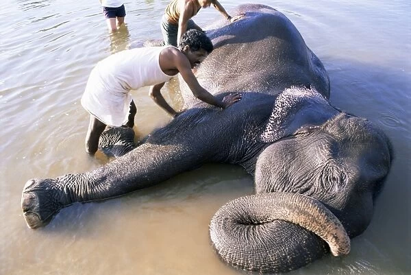 Tara the elephants daily wash