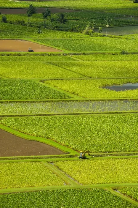 Framed Print : Taro fields near Hanalei on the island of Kauai, Hawaii, United States of America, Pacific Framed Print : Taro fields near Hanalei on the island of Kauai, Hawaii, United States of America, Pacific