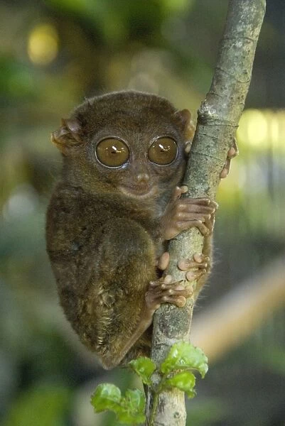 Tarsier fraterculus, the smallest living primate, 130mm (5 ins) tall, Tarsier Sanctuary