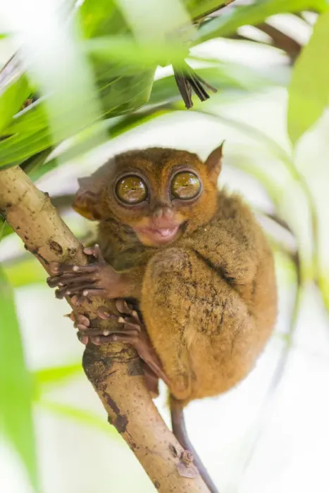 Framed Print : Tarsier, Loboc, Bohol, Central Visayas, Philippines, Southeast Asia, Asia Framed Print : Tarsier, Loboc, Bohol, Central Visayas, Philippines, Southeast Asia, Asia