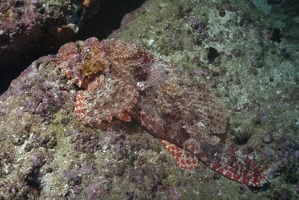 Tassellated scorpionfish (Scorpaenopsis oxycephala), Mozambique, Africa