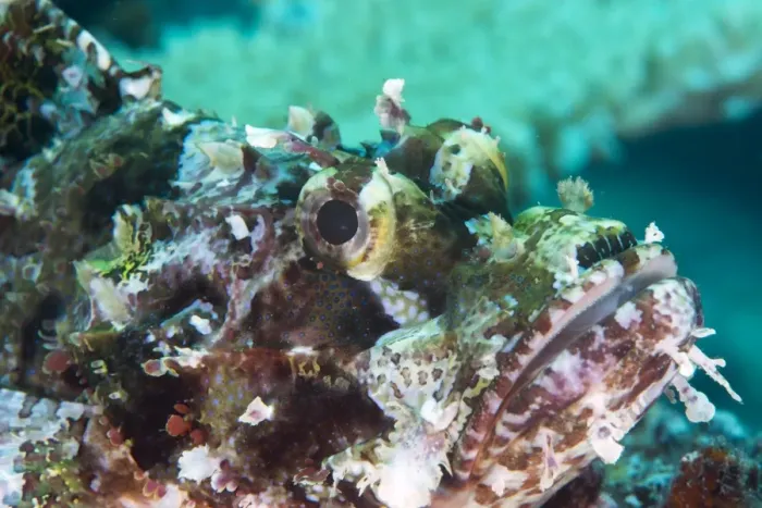 Framed Print : Tassled scorpionfish (smallscale scorpionfish) (Scorpaenopsis oxycephala), has an Framed Print : Tassled scorpionfish (smallscale scorpionfish) (Scorpaenopsis oxycephala), has an