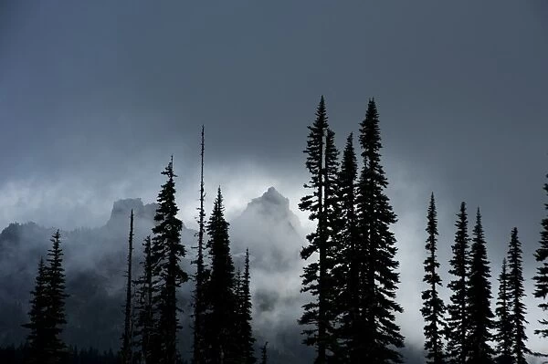 The Tatoosh Range covered in fog with Subalpine Fir trees silhouetted in foreground