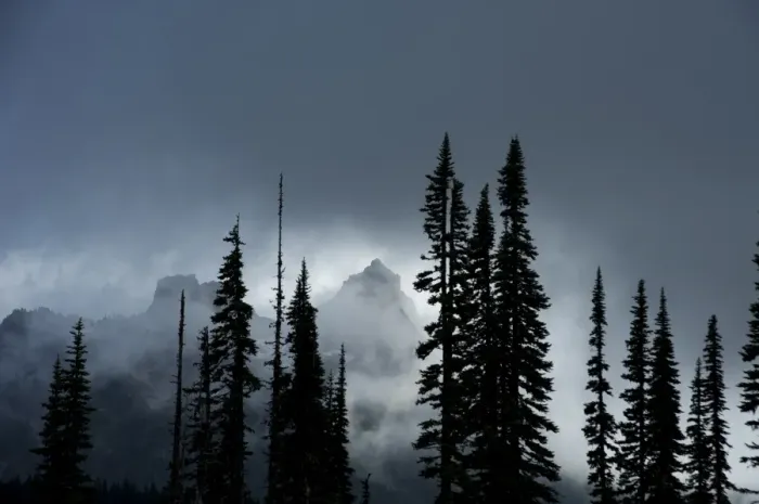 Framed Print : The Tatoosh Range covered in fog with Subalpine Fir trees silhouetted in foreground Framed Print : The Tatoosh Range covered in fog with Subalpine Fir trees silhouetted in foreground