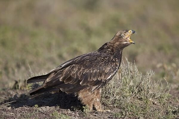 Tawny eagle (Aquila rapax) calling, Ngorongoro Conservation Area, Tanzania, East Africa