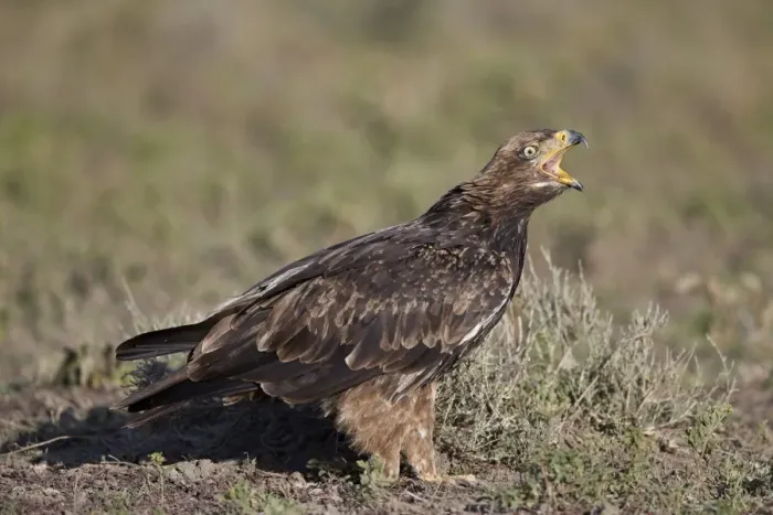Framed Print : Tawny eagle (Aquila rapax) calling, Ngorongoro Conservation Area, Tanzania, East Africa Framed Print : Tawny eagle (Aquila rapax) calling, Ngorongoro Conservation Area, Tanzania, East Africa