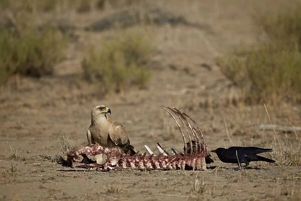Tawny eagle (Aquila rapax) at a carcass, Kgalagadi Transfrontier Park, encompassing the former Kalahari Gemsbok National Park, South Africa, Africa