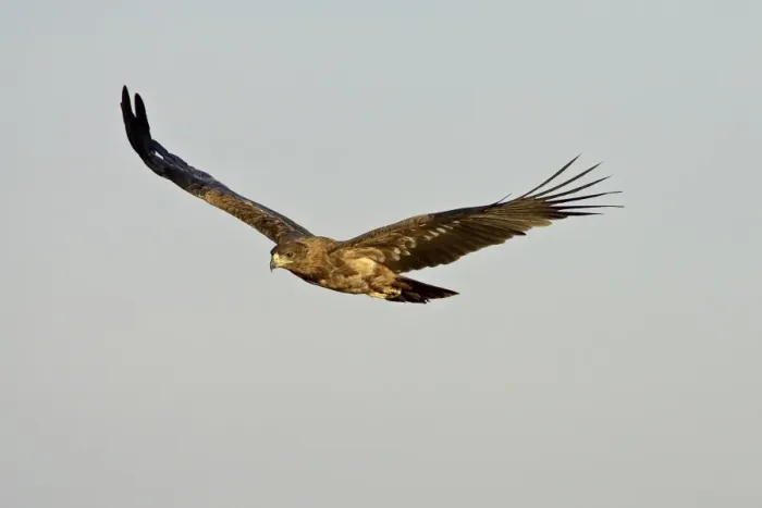 Framed Print : Tawny eagle (Aquila rapax) in flight, Masai Mara National Reserve, Kenya Framed Print : Tawny eagle (Aquila rapax) in flight, Masai Mara National Reserve, Kenya