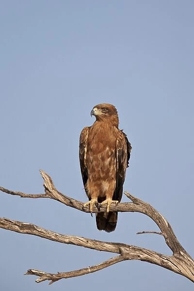 Tawny eagle (Aquila rapax), Kgalagadi Transfrontier Park, encompassing the former