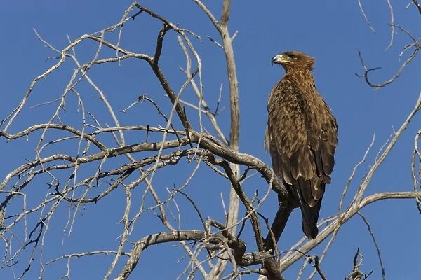 Tawny eagle (Aquila rapax), Kgalagadi Transfrontier Park, Northern Cape
