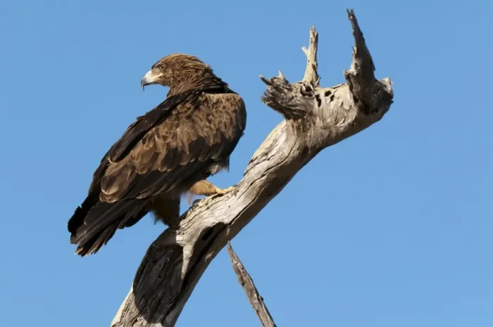 Framed Print : Tawny eagle (Aquila rapax), Lualenyi Game Reserve, Kenya, East Africa, Africa Framed Print : Tawny eagle (Aquila rapax), Lualenyi Game Reserve, Kenya, East Africa, Africa