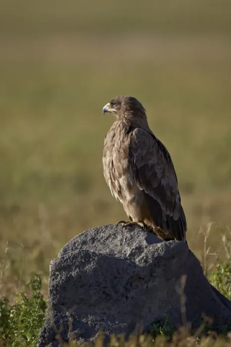 Framed Print : Tawny eagle (Aquila rapax), Ngorongoro Crater, Tanzania, East Africa, Africa