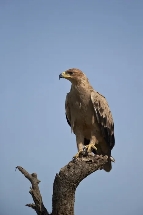 Framed Print : Tawny eagle (Aquila rapax), Serengeti National Park, Tanzania, East Africa, Africa Framed Print : Tawny eagle (Aquila rapax), Serengeti National Park, Tanzania, East Africa, Africa