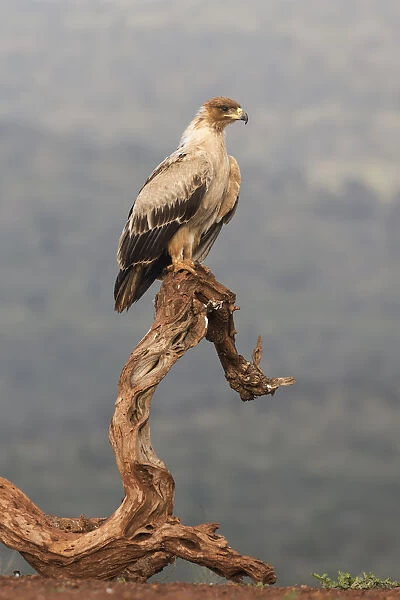 Tawny eagle (Aquila rapax), Zimanga Private Game Reserve, KwaZulu-Natal, South Africa
