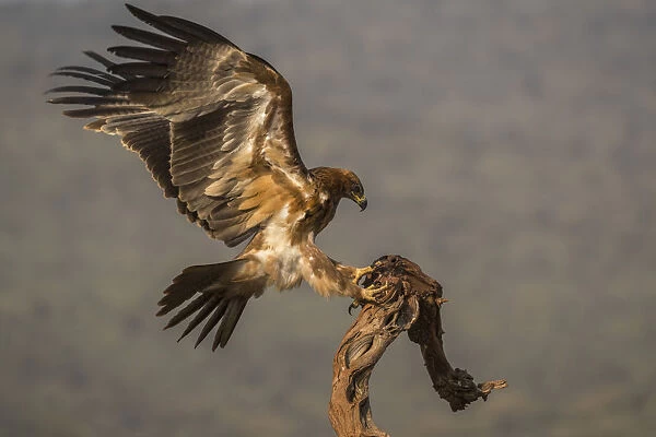 Tawny eagle (Aquila rapax), Zimanga private game reserve, KwaZulu-Natal, South Africa