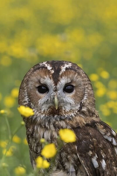 Tawny owl (Strix aluco) in buttercups, captive, Cumbria, England, United Kingdom, Europe