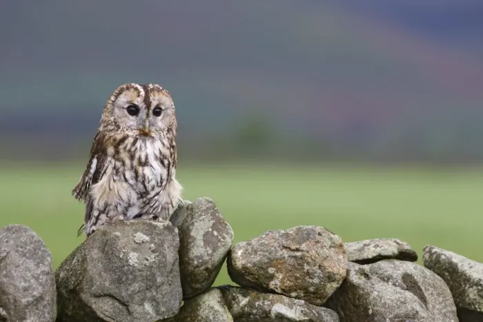Framed Print : Tawny owl (Strix aluco), captive, Cumbria, England, United Kingdom, Europe Framed Print : Tawny owl (Strix aluco), captive, Cumbria, England, United Kingdom, Europe