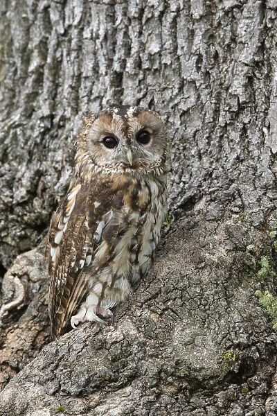 Tawny owl (Strix aluco), captive, camouflaged on tree, United Kingdom, Europe