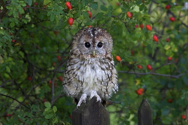 Tawny owl (Strix aluco), on gate with rosehips, captive, Cumbria, England