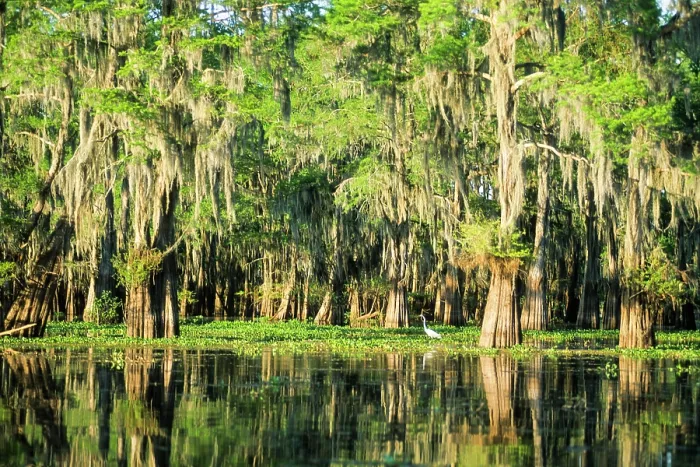 Framed Print : Taxodium distichum (baldcypress) in swamp of Atchafalaya Basin near Henderson, Louisiana, USA Framed Print : Taxodium distichum (baldcypress) in swamp of Atchafalaya Basin near Henderson, Louisiana, USA