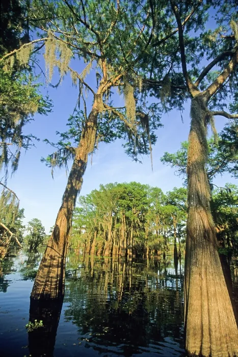 Framed Print : Taxodium distichum (baldcypress) in swamp of Atchafalaya Basin near Henderson, Louisiana, USA Framed Print : Taxodium distichum (baldcypress) in swamp of Atchafalaya Basin near Henderson, Louisiana, USA