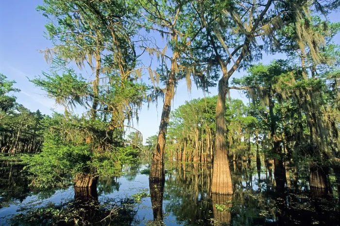 Framed Print : Taxodium distichum (baldcypress) in swamp of Atchafalaya Basin near Henderson, Louisiana, USA