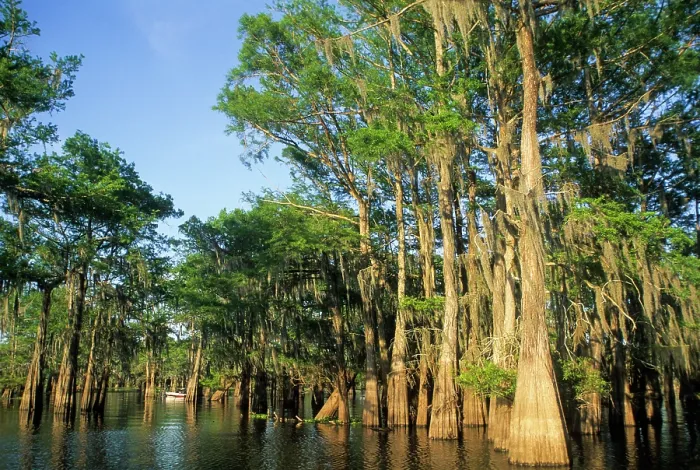 Framed Print : Taxodium distichum (baldcypress) in swamp of Atchafalaya Basin near Henderson, Louisiana, USA Framed Print : Taxodium distichum (baldcypress) in swamp of Atchafalaya Basin near Henderson, Louisiana, USA