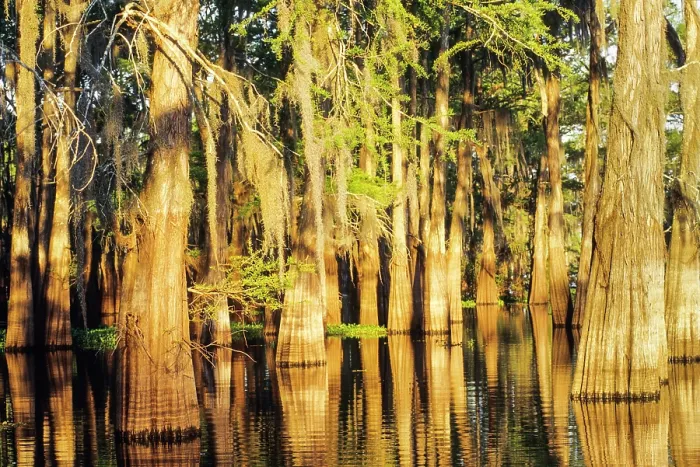 Framed Print : Taxodium distichum (baldcypress) in swamp of Atchafalaya Basin near Henderson, Louisiana, USA Framed Print : Taxodium distichum (baldcypress) in swamp of Atchafalaya Basin near Henderson, Louisiana, USA