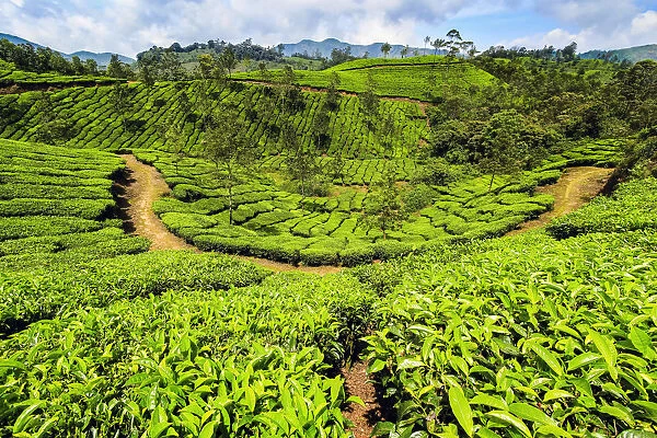 Tea bush covered slopes at beautiful Lakshmi tea estate in the Kannan Devan Hills west of