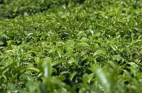 Tea bushes