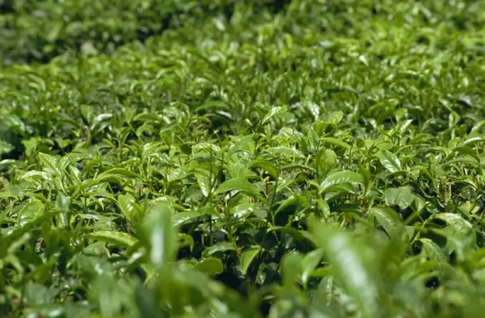 Framed Print : Tea bushes Framed Print : Tea bushes