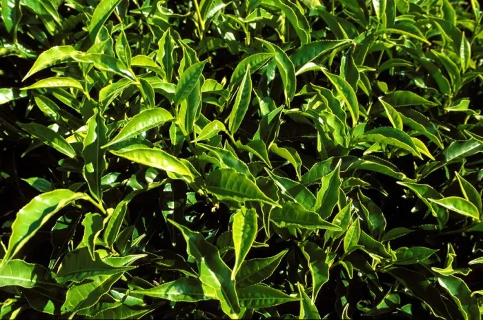 Framed Print : Tea bushes on Sahambavy estate near Fianarantsoa, Madagascar, Africa Framed Print : Tea bushes on Sahambavy estate near Fianarantsoa, Madagascar, Africa