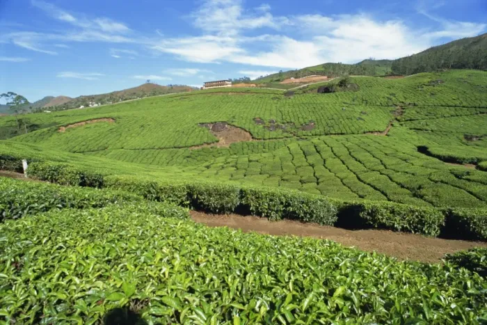Framed Print : Tea country Framed Print : Tea country