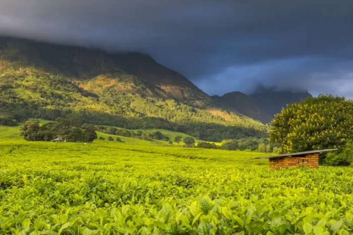 Framed Print : Tea estate on Mount Mulanje, Malawi, Africa Framed Print : Tea estate on Mount Mulanje, Malawi, Africa