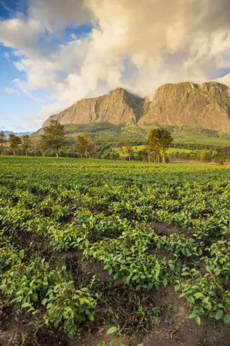Framed Print : Tea estate on Mount Mulanje at sunset, Malawi, Africa Framed Print : Tea estate on Mount Mulanje at sunset, Malawi, Africa
